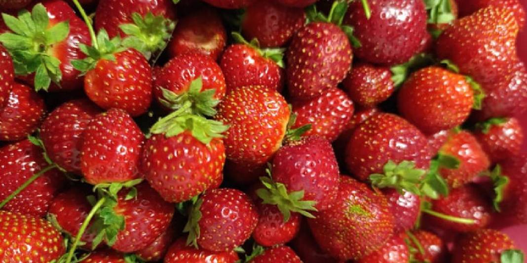 “Kasım ayında çilek mi olur?” demeyin! Aroması da kalitesi de tescilli: Kilosu 150 TL’den üreticinin yüzünü güldürüyor 3